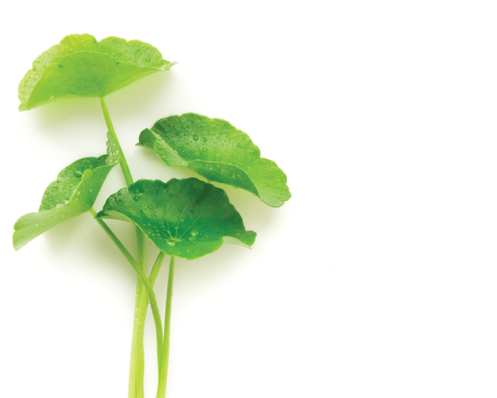 Ingredient Spotlight: Centella Asiatica Extract