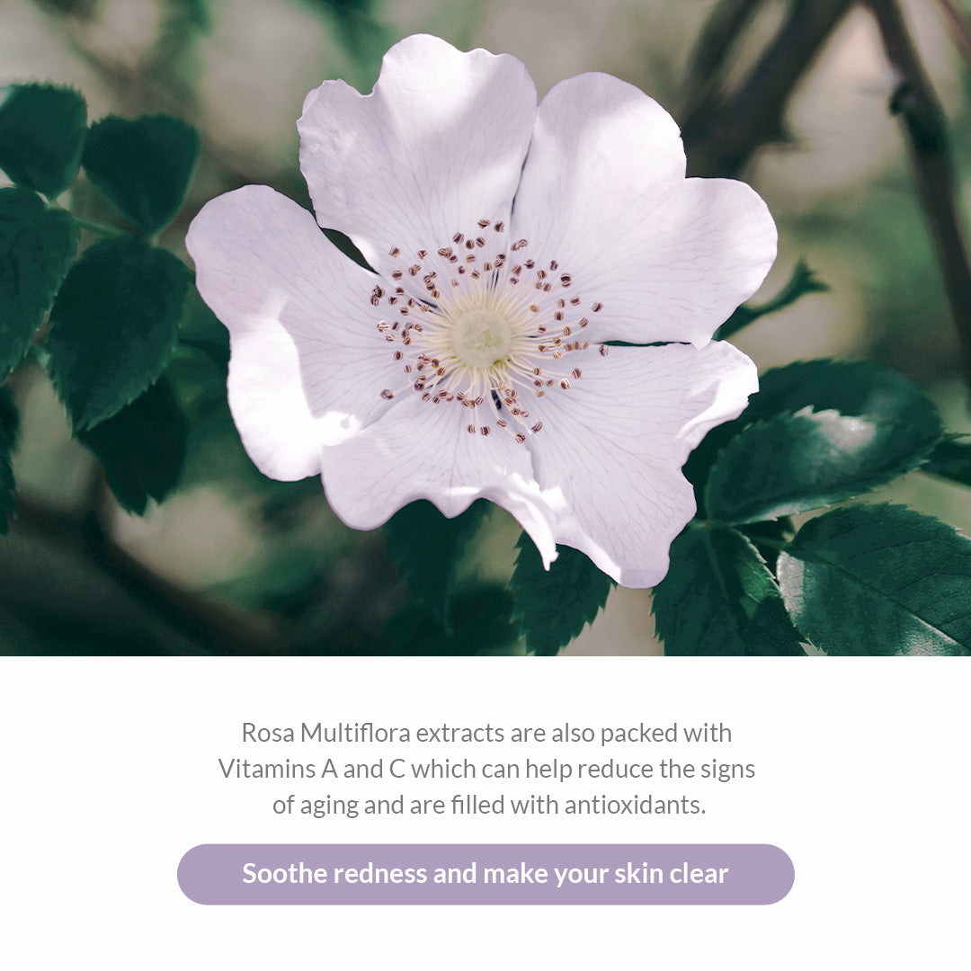 Premium Rosa Modeling Mask Set (5 packs)